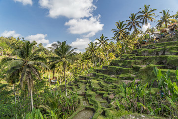 Fototapeta na wymiar Tegallalang rice terraces in Bali, Indonesia