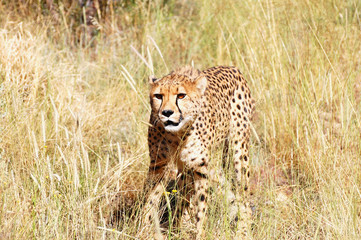 Cheetah - Namibia
