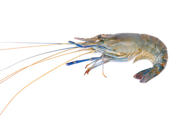 Fresh prawn or shrimp isolated on white background