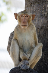 Monkey , Crab-eating macaque
