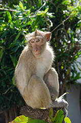 Monkey , Crab-eating macaque