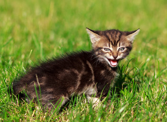 Naklejka na ściany i meble striped cat playing in the grass
