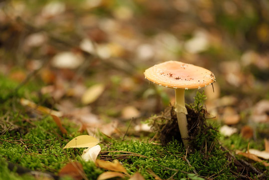 Closeup photo of a mushroom