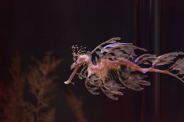 The leafy seadragon, Phycodurus eques, is often yellow and has many leaf-like appendages to help it...