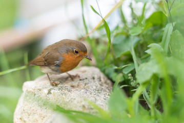 Rouge-gorge