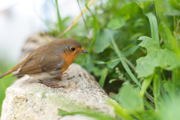 Rouge-gorge