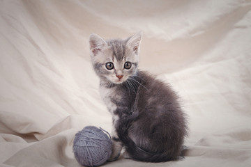 Fototapeta na wymiar striped gray kitten 