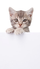 gray cat with white board