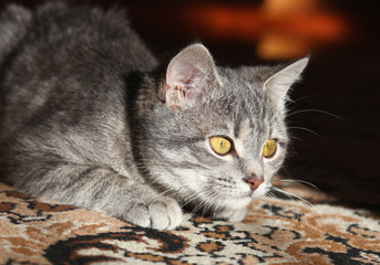 gray cat preparing to attack