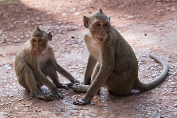 Wild monkeys around Prasat Bayon temple in Angkor Thom  complex