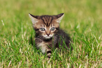 Naklejka na ściany i meble striped cat playing in the grass