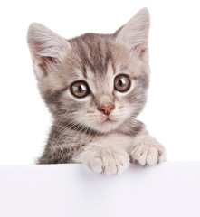 gray cat with white board