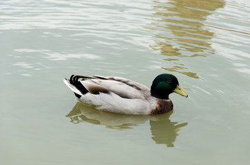 duck