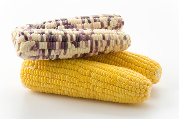 fresh corn
