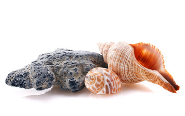 sea Stone and shell  isolated
