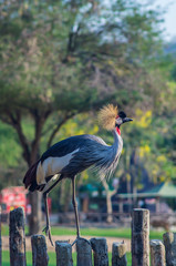 Grey crowned crane