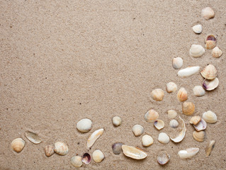 Naklejka na ściany i meble Sea shells on sand. 