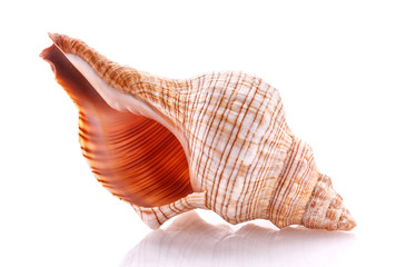 Sea shell isolated on white background