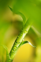 Green bamboo plant and water drops