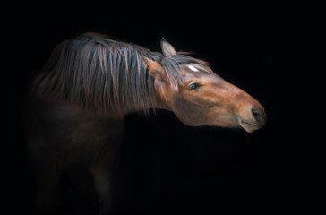 Fototapeta na wymiar Portrait of beautiful bay horse on the black background