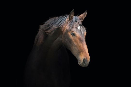 Portrait of beautiful bay horse on the black background