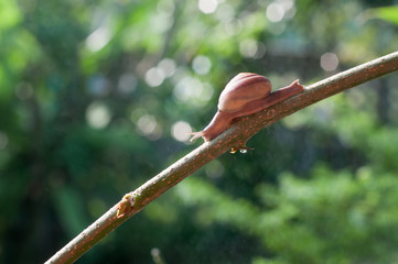 Snail on the branch of plant in raining on nature in the morning