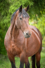 Obraz na płótnie Canvas Portrait of beautiful bay horse in summer