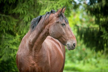 Naklejka na ściany i meble Portrait of beautiful bay horse in summer