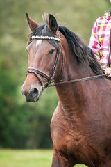 Obraz premium Portrait of a horse wearing a bridle
