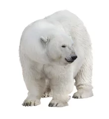 Deurstickers Ijsbeer geïsoleerd op wit grote ijsbeer