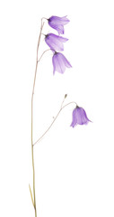 forest bellflower with four blooms on white