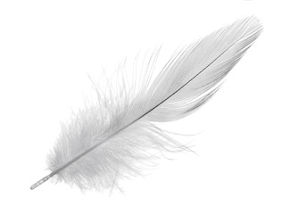 light gray long feather on white background