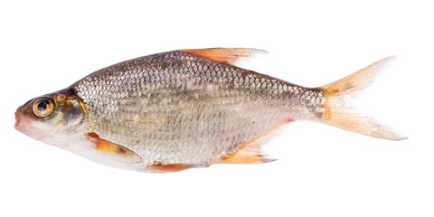 silver bream isolated on white