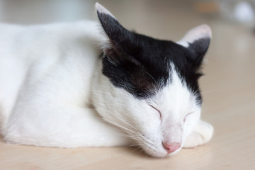 cat sleeping on floor