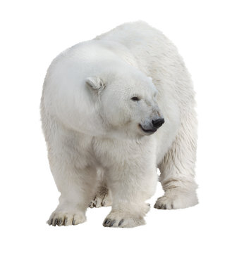 isolated on white large polar bear