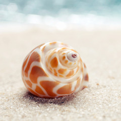 Sea shell on sandy beach