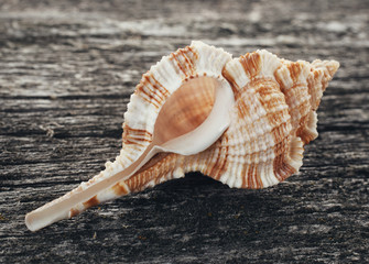 sea shell on wooden background