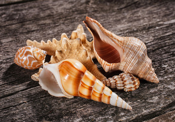 Sea shells on wooden background