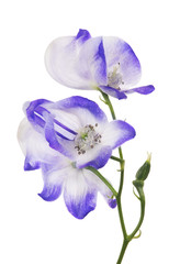 isolated blue and white large flowers