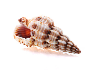 Sea shell isolated on white background