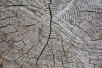 Fototapeta premium grey wooden cut texture macro