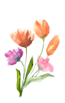 Beautiful tulip flowers, watercolor illustrator