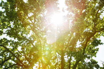 Fototapeta na wymiar Sunlight and background tree bokeh