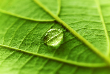 Water Drop on a fresh green leaf