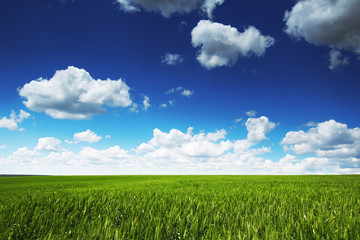 Obraz premium Wheat field against blue sky with white clouds. Agriculture scen
