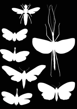 seven white insects collection isolated on black
