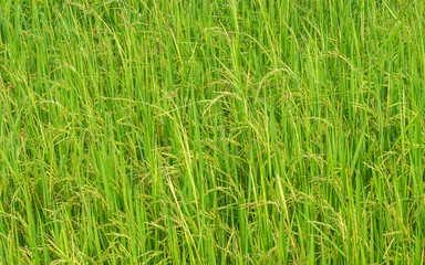 Rice field  background