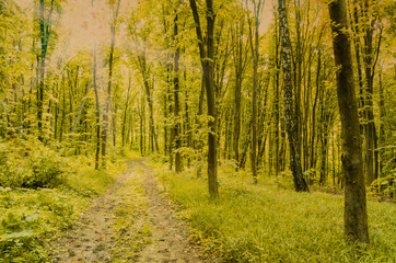 Fototapety na wymiar - Fototapeta24.pl