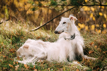 Obraz na płótnie Canvas Dog Russian Borzoi Wolfhound Sit, Outdoors, Autumn Season