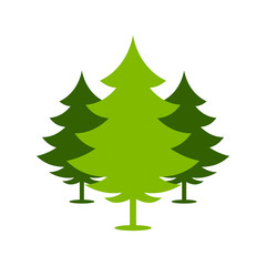 Christmas Spruce Trees